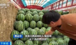 庄里吃瓜,揭秘乡村生活的酸甜苦辣