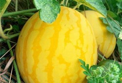 全民吃瓜上市了吗