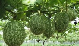 霸气的吃瓜图片,揭秘娱乐圈幕后风云