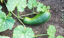 痛风可以吃瓠瓜吗,助缓解痛风症状