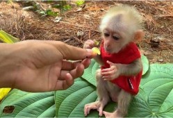 少儿扮演猴吃瓜,少儿演绎猴王吃瓜欢乐时光