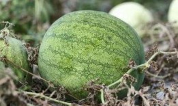 兰州高校恶性吃瓜,校园风波背后的真相与反思