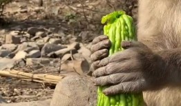 隐身猴子吃瓜,隐身猴子的神秘瓜界冒险