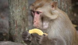 猴子吃瓜扩句,一场趣味横生的森林奇遇记