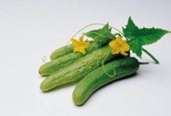 瓢瓜和什么瓜不能一起吃