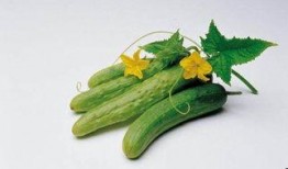 瓢瓜和什么瓜不能一起吃