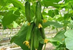 摘个刺瓜吃,摘个刺瓜，尽享清凉美味