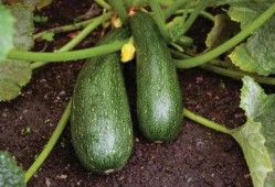 秋不食瓜可以吃吗