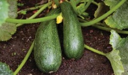 秋不食瓜可以吃吗