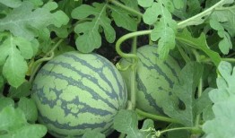 湖北人吃瓜,探寻荆楚大地独特的“吃瓜”文化