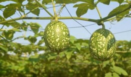 吊瓜授粉几天可以吃,只需等待数日即可品尝美味佳肴