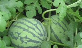 孕妇做梦吃瓜,瓜果飘香，孕育美好期待