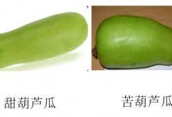 怀孕葫芦瓜可以吃吗