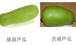 怀孕葫芦瓜可以吃吗