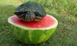 喂乌龟吃瓜,乌龟的瓜果盛宴