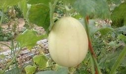 绿色梨瓜怎么吃,探索健康美味的新选择