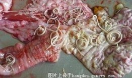 大虫子的吃瓜群,揭秘网络社交圈的独特魅力