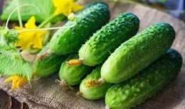 春吃芽夏吃瓜,春芽夏瓜，顺应时节养生之道