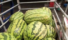 海口市吃瓜论坛,热议本地新鲜事，一网打尽街头巷尾趣闻