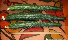 吃小瓜炸辣椒,小瓜炸辣椒的独特风味体验