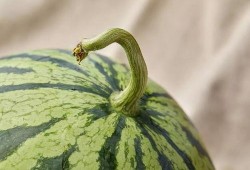 上海吃的瓜,探寻沪上特色小吃的故事