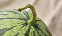 上海吃的瓜,探寻沪上特色小吃的故事