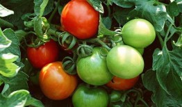 番茄小说吃瓜剧情,吃瓜群众背后的秘密风云