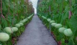 吃瓜群的利益,一场全民参与的娱乐盛宴