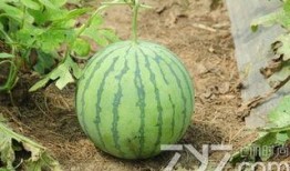 吃瓜群从哪里买,吃瓜群热门购物渠道大起底