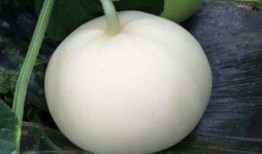 绿色梨瓜怎么吃,探索健康美味的新选择