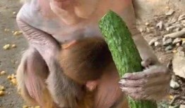 隐身猴子吃瓜,隐身猴子的神秘瓜界冒险