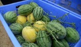 吃瓜群从哪里买,吃瓜群热门购物渠道大起底