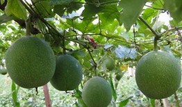 小瓜篓怎么吃,解锁美味新体验