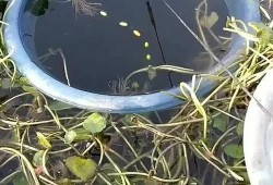 野外钓鱼吃瓜,瓜果飘香，共享自然美好时光