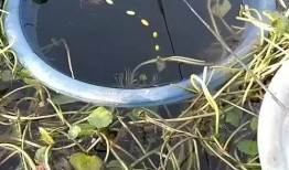 野外钓鱼吃瓜,瓜果飘香，共享自然美好时光