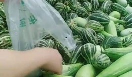 挂拉瓜怎么吃,解锁美味新体验