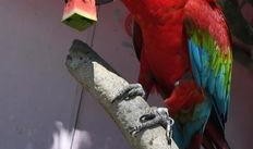 鸟会吃瓜实蝇,鸟类餐桌上的美味佳肴