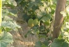 朝阳观众吃瓜,观众吃瓜盛宴背后的故事