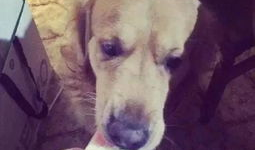 狗吃瓜的意思,揭秘宠物界的趣味生活瞬间