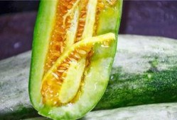 羊角瓜是什么季节吃