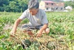 农村吃瓜老人,农村吃瓜老人的悠闲时光