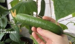 摘个刺瓜吃,摘个刺瓜，尽享清凉美味