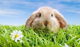 兔儿瓜尖孕妇可以吃吗,孕妇食用指南与注意事项