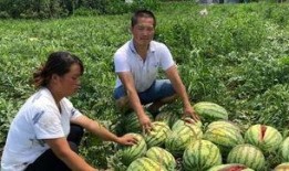 榆树吃瓜事件真相,真相与反思