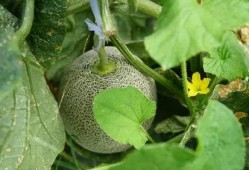 什么瓜可以送人吃,传递健康美味祝福