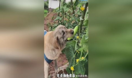 狗吃瓜的意思,揭秘宠物界的趣味生活瞬间