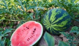 吃汉寿的瓜不,品味传统美食的魅力