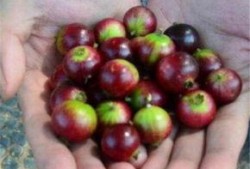 吃蜜瓜舌头破了,甜蜜与疼痛的交织之旅