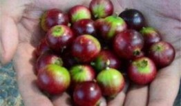 吃蜜瓜舌头破了,甜蜜与疼痛的交织之旅