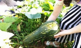 梦到下地摘瓜吃瓜什么意思,下地摘瓜吃瓜的寓意与启示